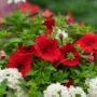 Combo – Bloomin Glory – 12″ Patio Pot